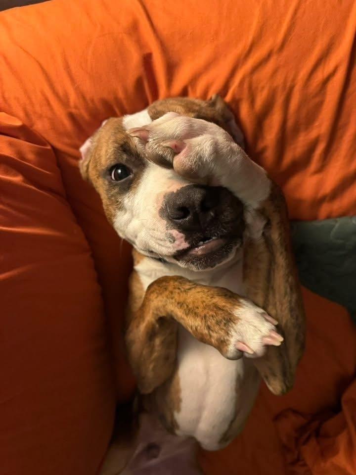 Bohdi, a Adoptable Boxer in Denver, CO image 4/6