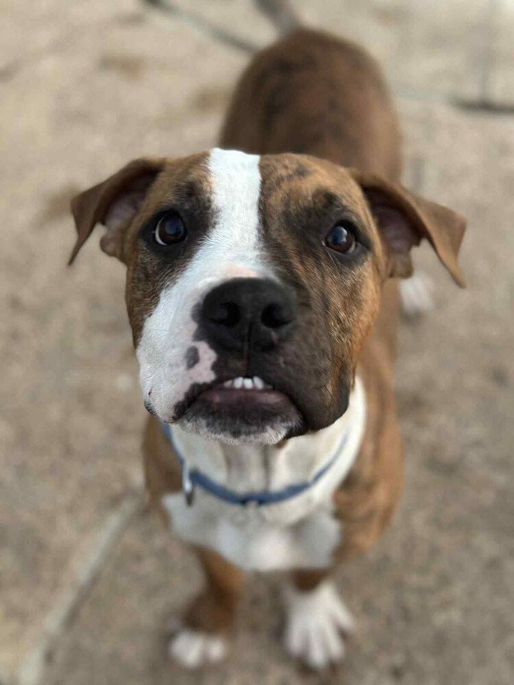 Bohdi, a Adoptable Boxer in Denver, CO image 5/6