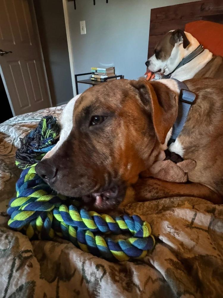 Bohdi, a Adoptable Boxer in Denver, CO image 6/6