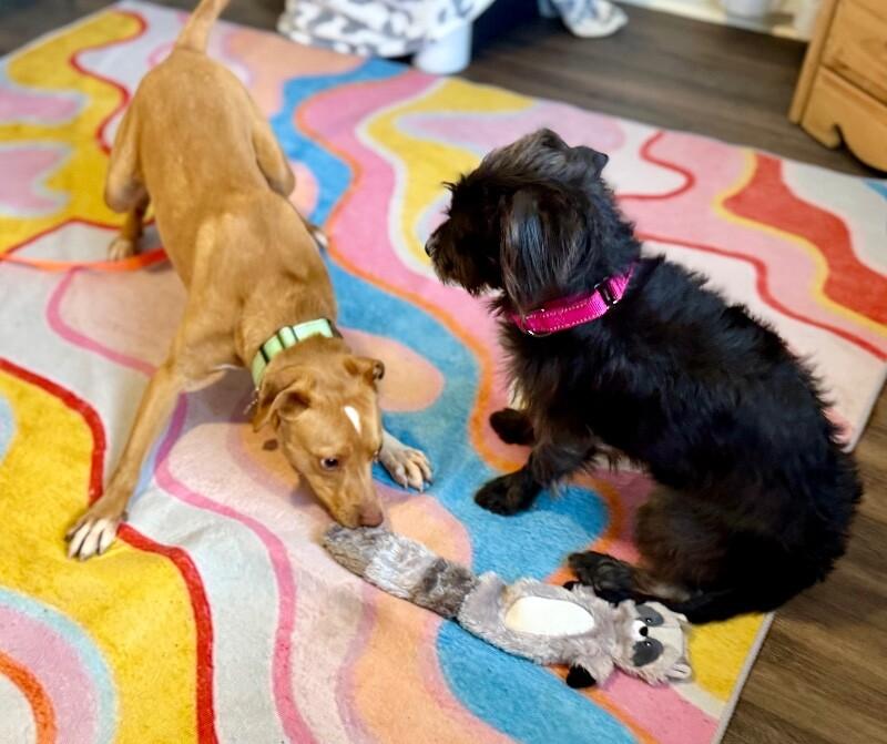 Shakira Love Don't Lie