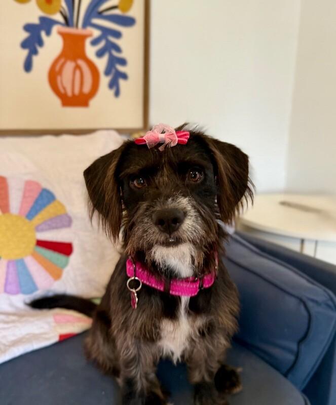 Shakira Love Don't Lie — thumbnail 4