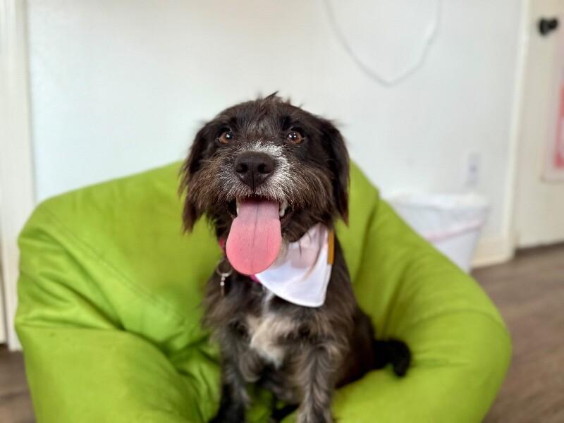 Shakira Love Don't Lie — thumbnail 5