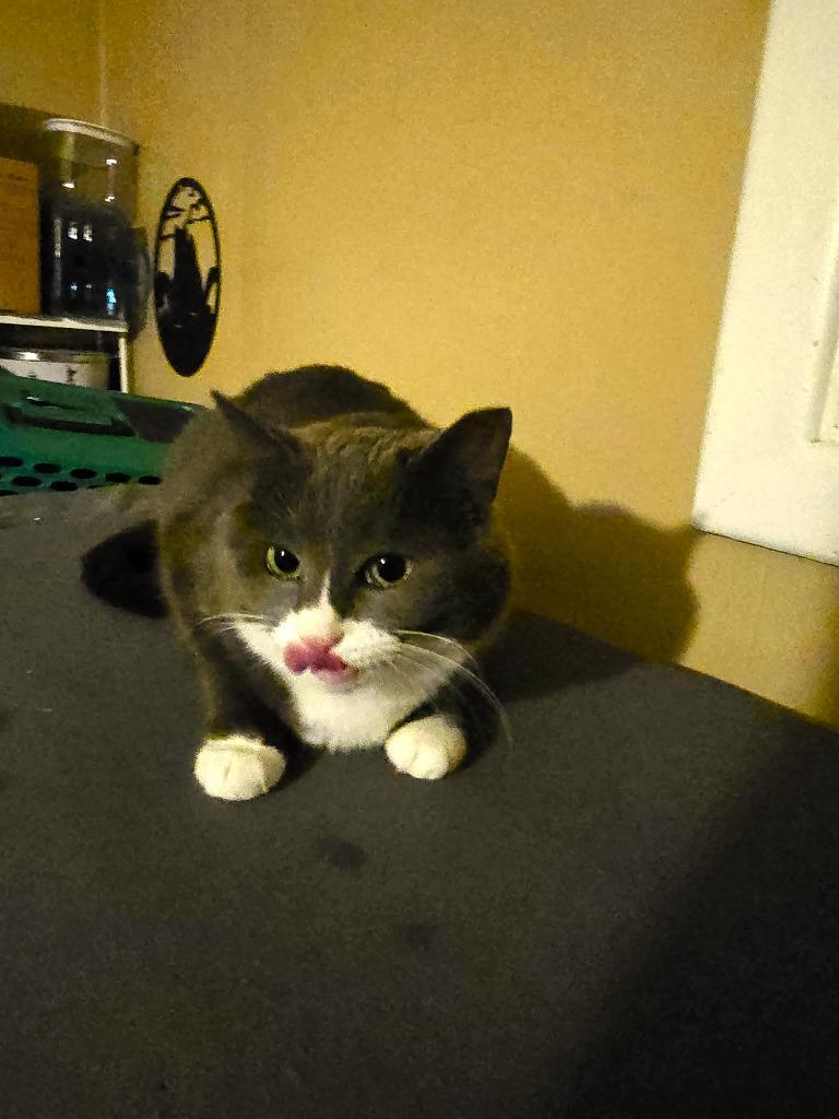 Snooki, Adoptable, Adult Female Domestic Short Hair.