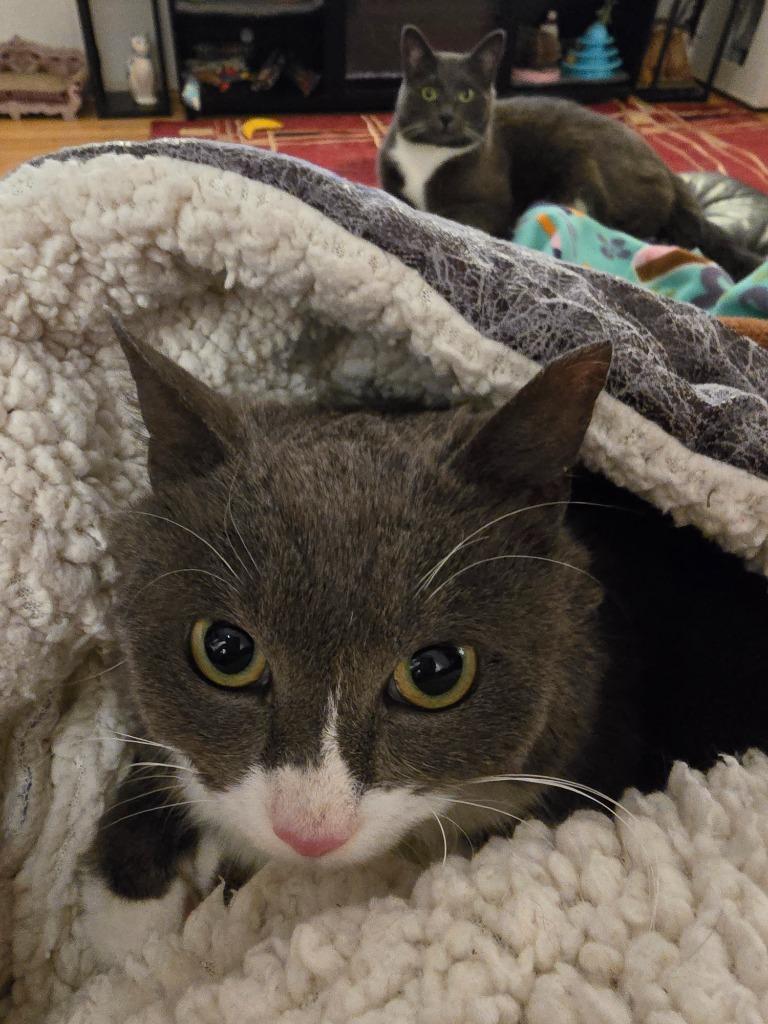 Snooki, Adoptable, Adult Female Domestic Short Hair.