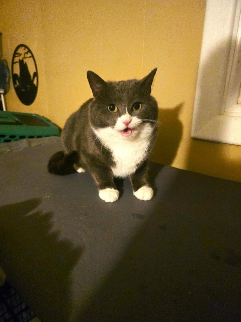 Enlarge Snooki, a Adoptable mixed breed in Pawtucket, RI image 3/6