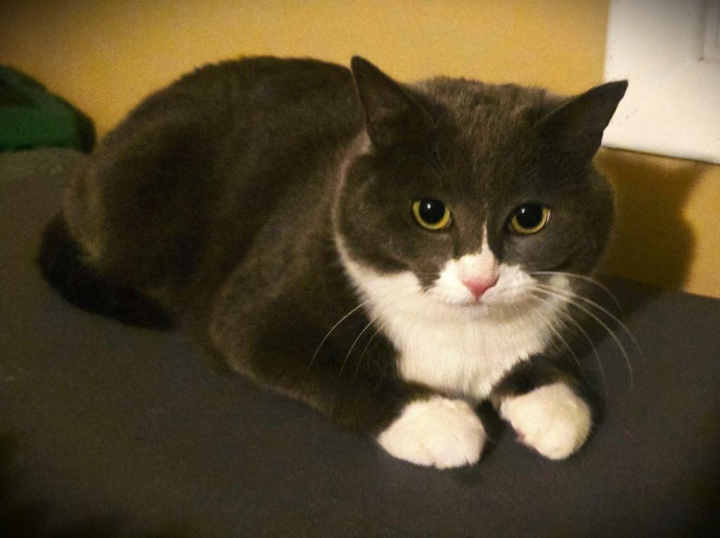 Enlarge Snooki, a Adoptable mixed breed in Pawtucket, RI image 4/6