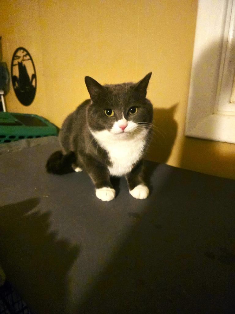 Enlarge Snooki, a Adoptable mixed breed in Pawtucket, RI image 5/6