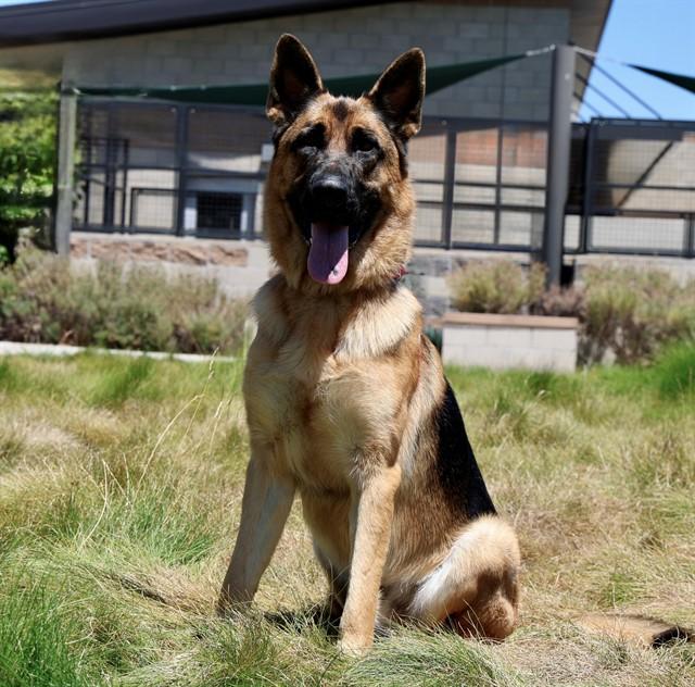 GUS, Adoptable, Adult Male German Shepherd Dog.