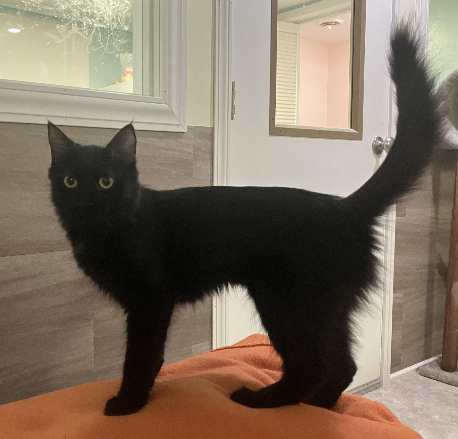 Sable - Foster Care, Adoptable, Young Female Domestic Long Hair.
