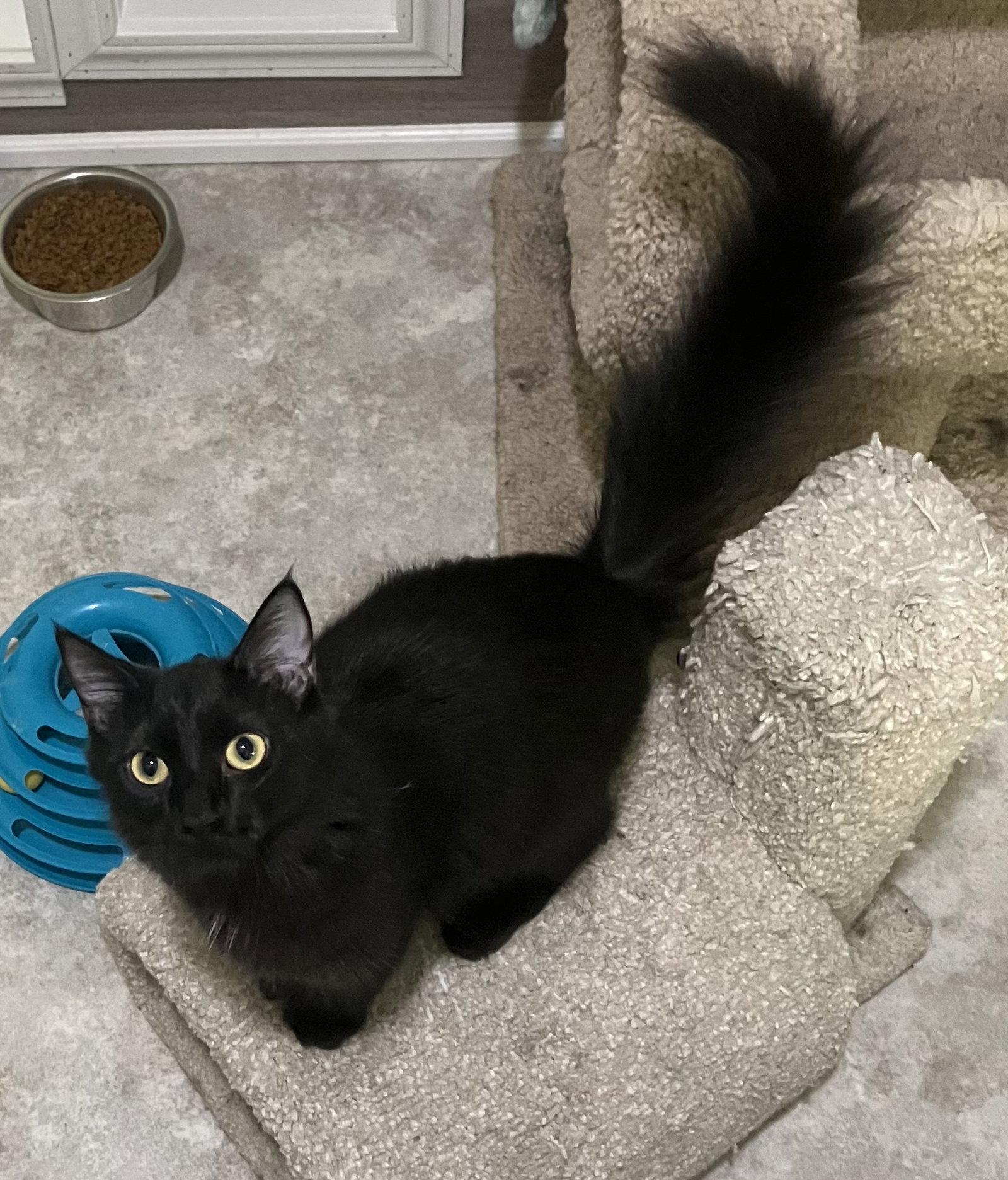 Sable - Foster Care, a Adoptable Domestic Long Hair in Mitchell, SD image 2/2