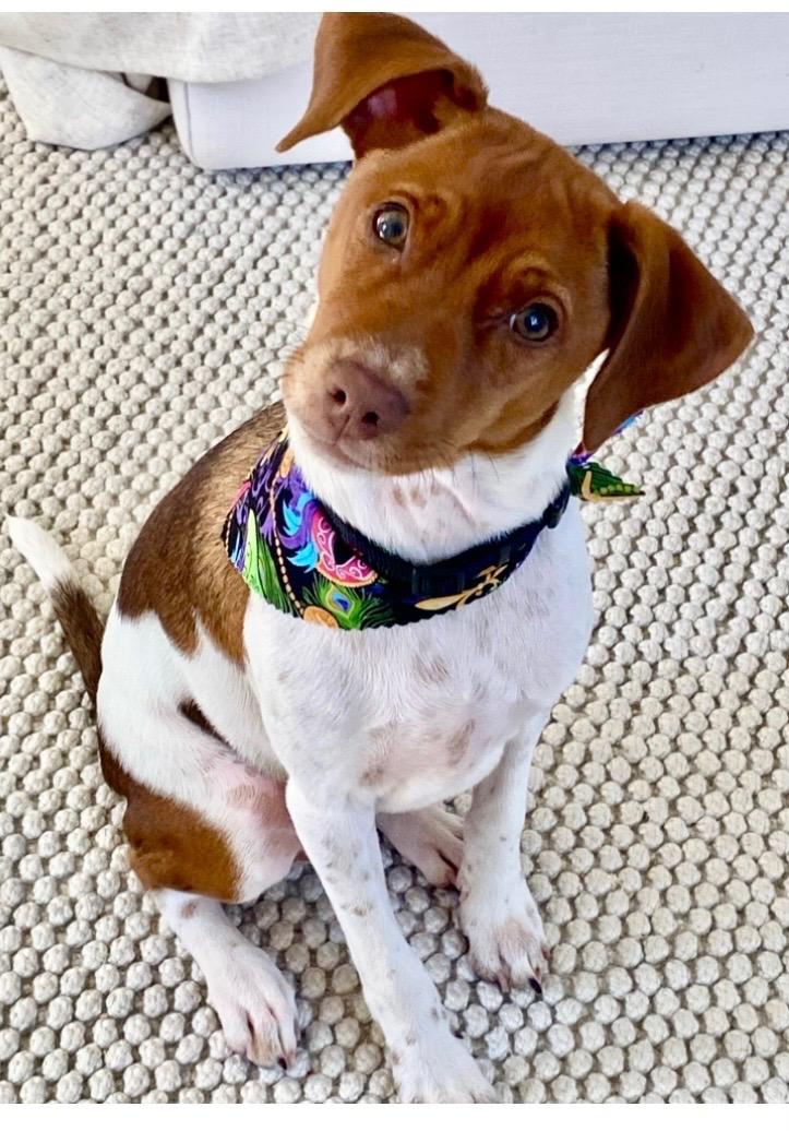 Enlarge Finn, a Adoptable mixed breed in Baton Rouge, LA image 2/3