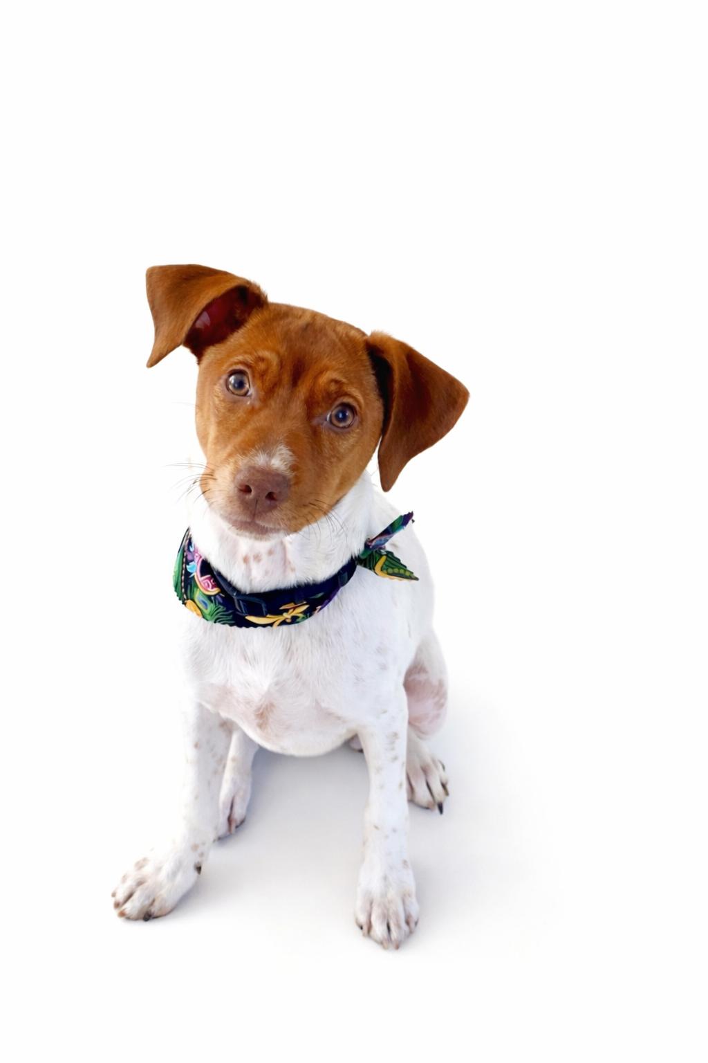 Enlarge Finn, a Adoptable mixed breed in Baton Rouge, LA image 1/3