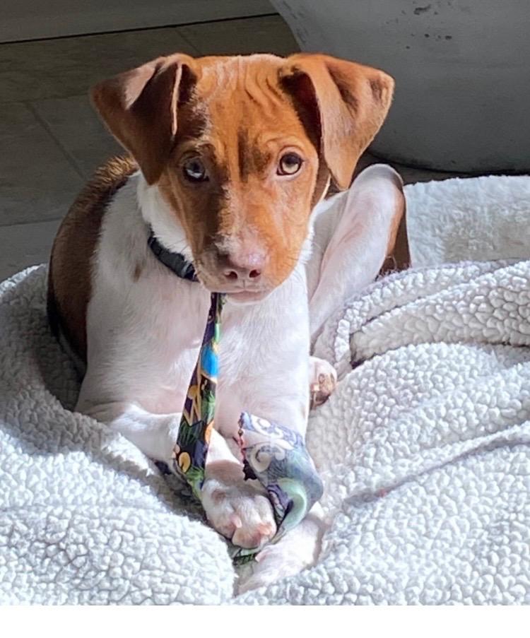 Enlarge Finn, a Adoptable mixed breed in Baton Rouge, LA image 3/3