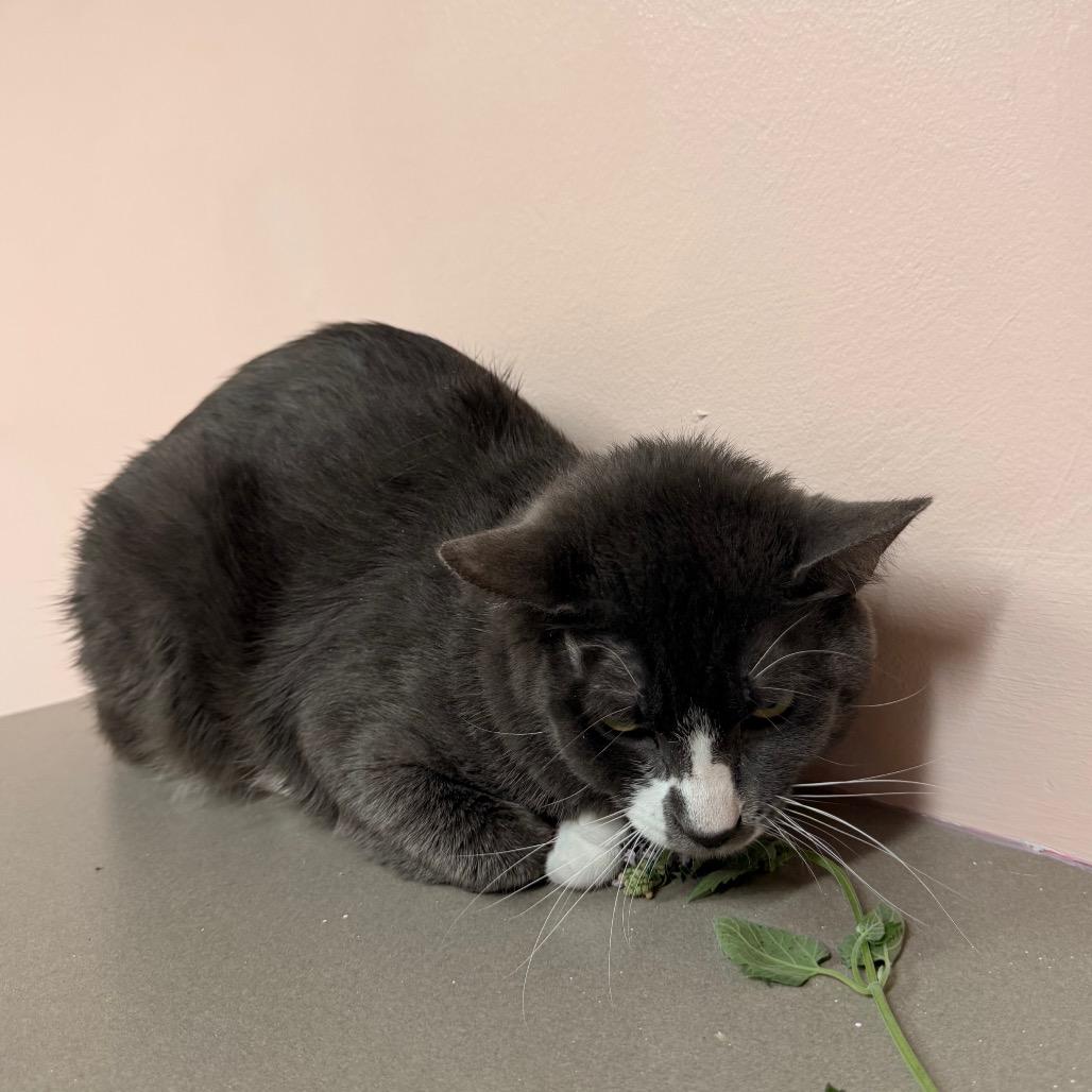 Hyde, Adoptable, Adult Male Domestic Short Hair & Domestic Short Hair.