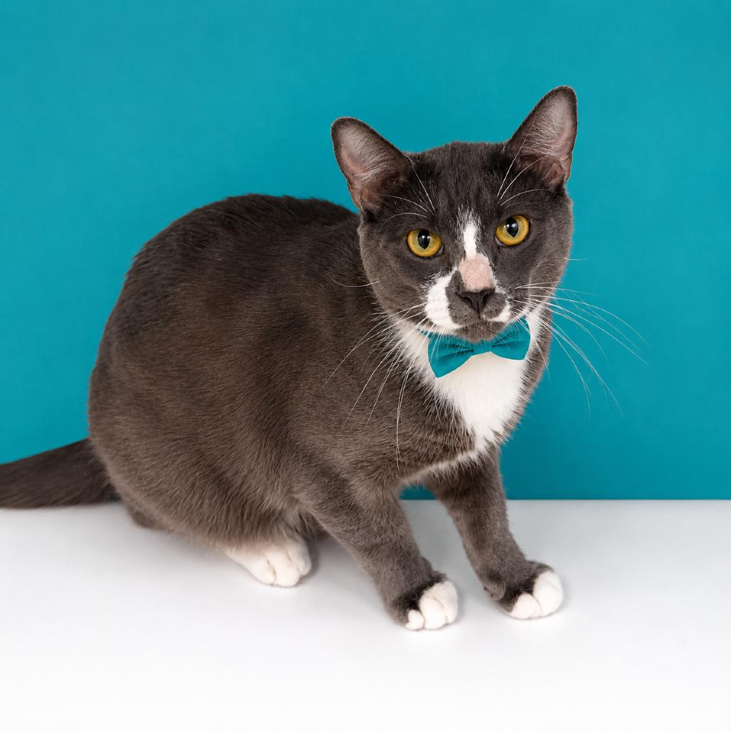 Enlarge Hyde, a Adoptable mixed breed in Binghamton, NY image 2/3