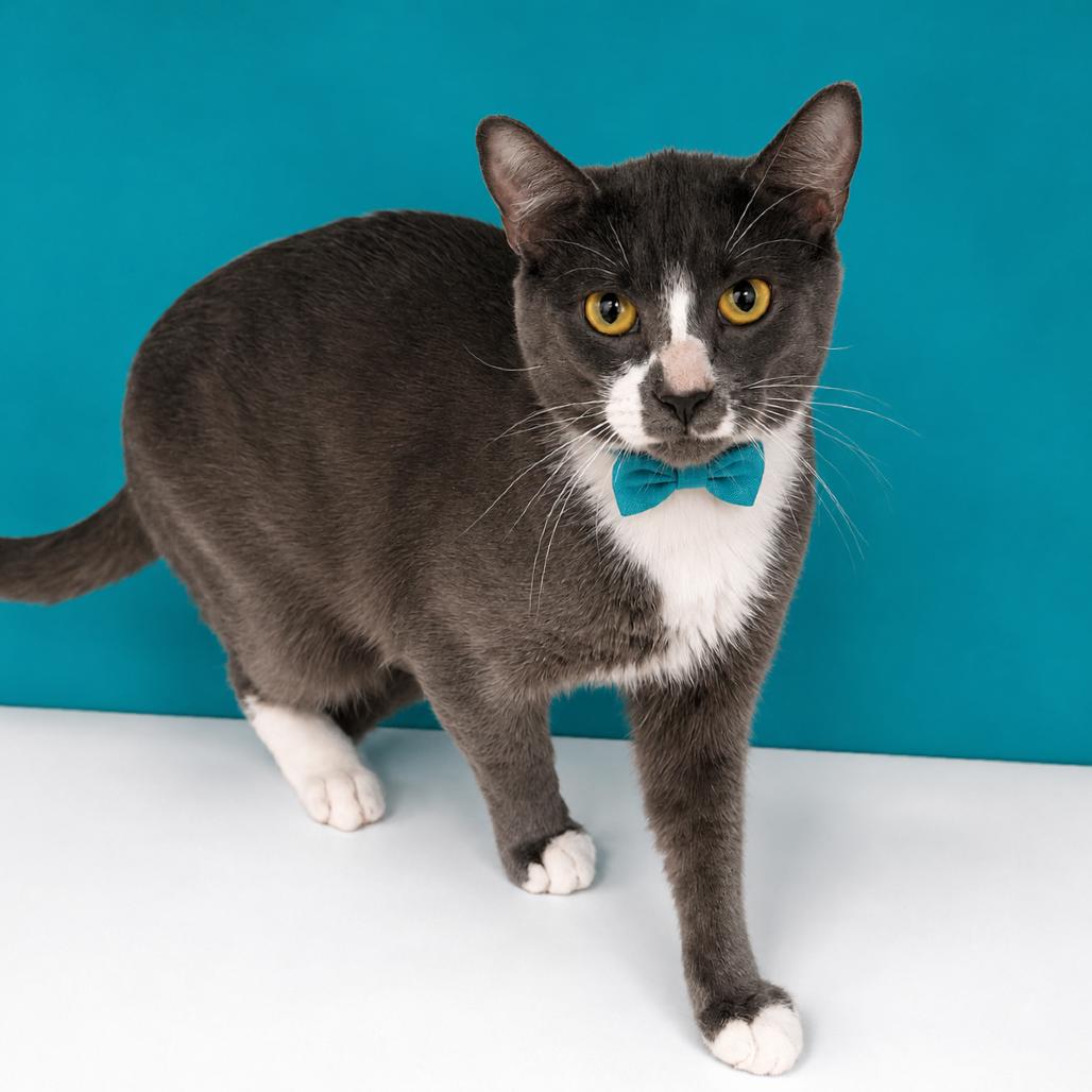 Enlarge Hyde, a Adoptable mixed breed in Binghamton, NY image 3/3