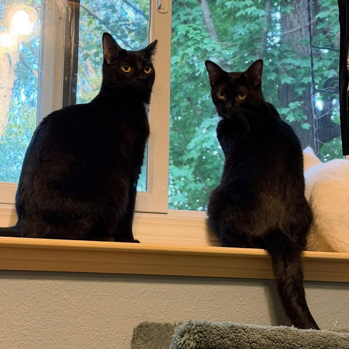 Enlarge Malcolm & Olivia, a Adoptable Domestic Short Hair in Saint Francis, MN image 2/4