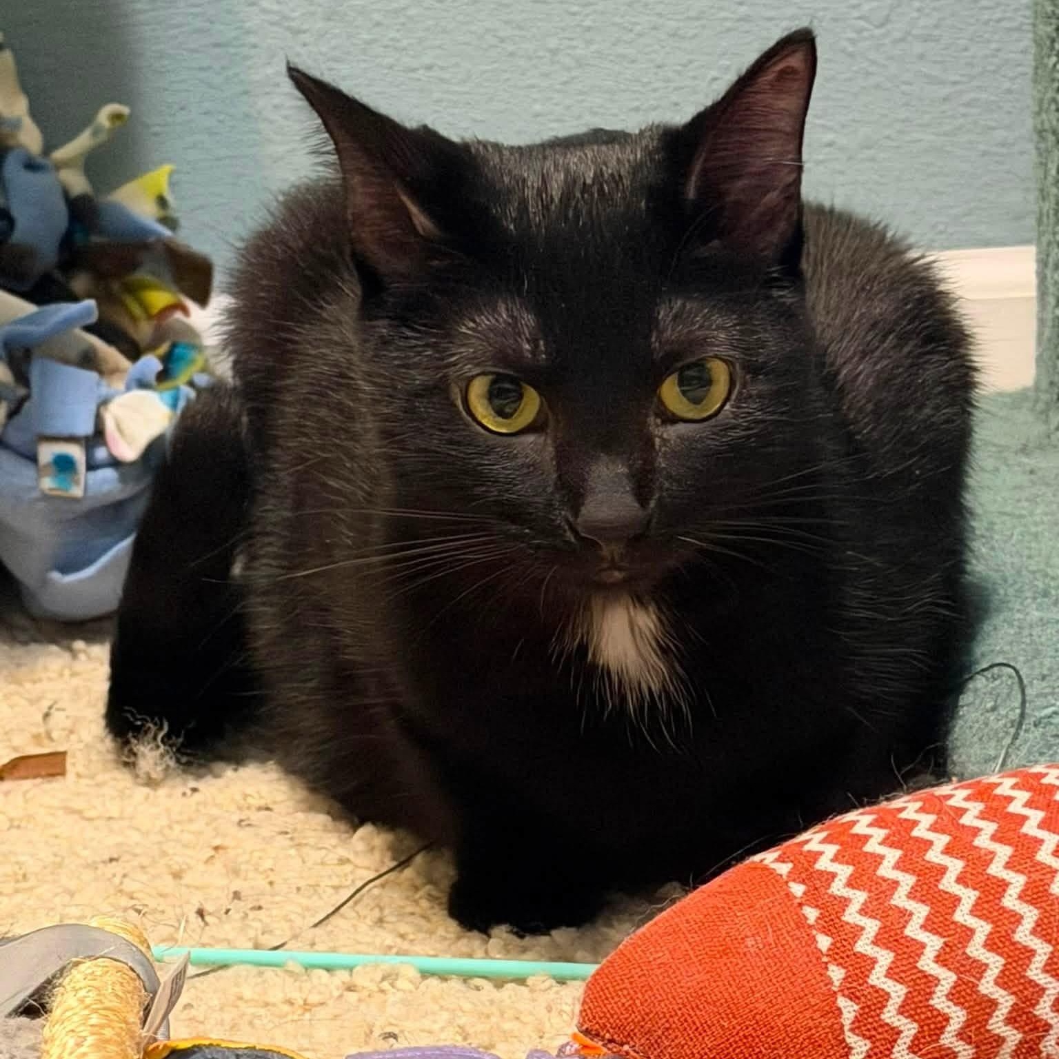 Enlarge Malcolm & Olivia, a Adoptable Domestic Short Hair in Saint Francis, MN image 3/4