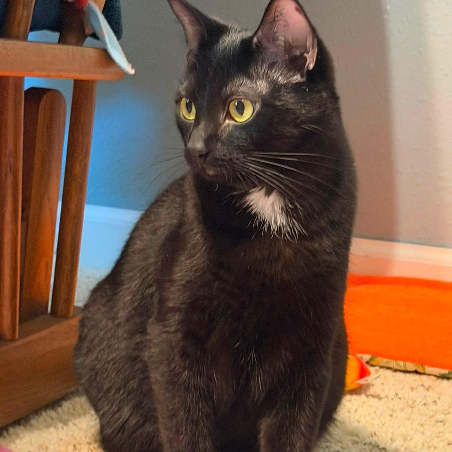 Enlarge Malcolm & Olivia, a Adoptable Domestic Short Hair in Saint Francis, MN image 4/4
