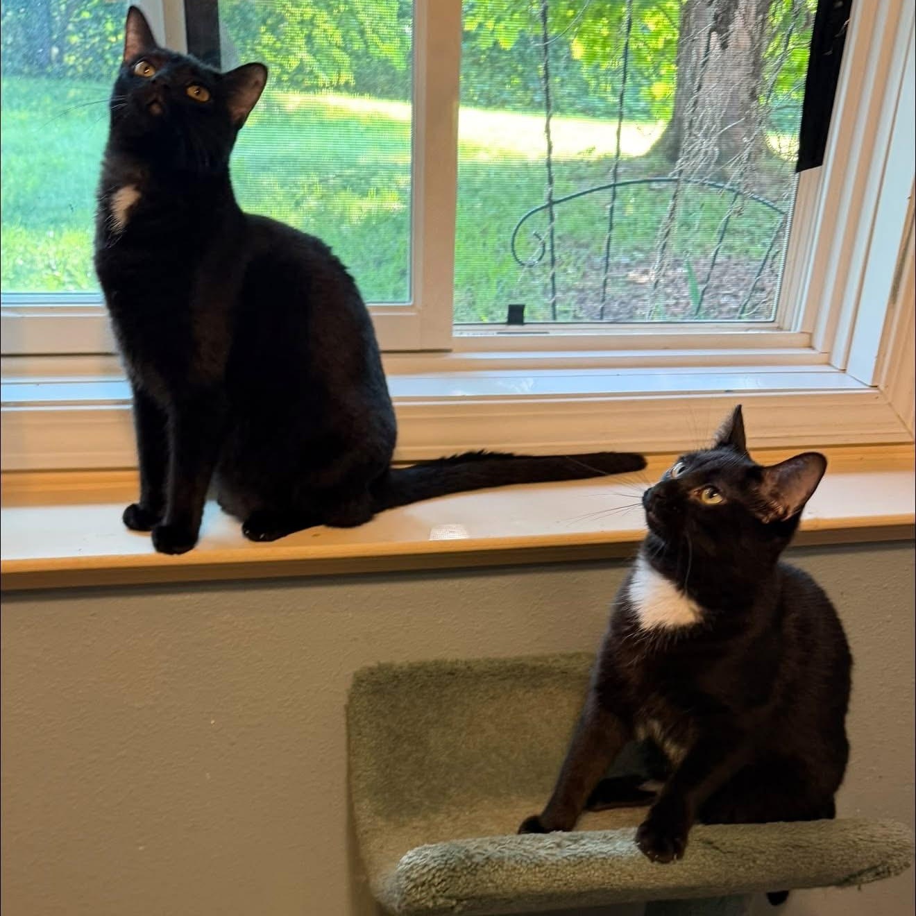 Malcolm & Olivia, Adoptable, Young Male Domestic Short Hair.