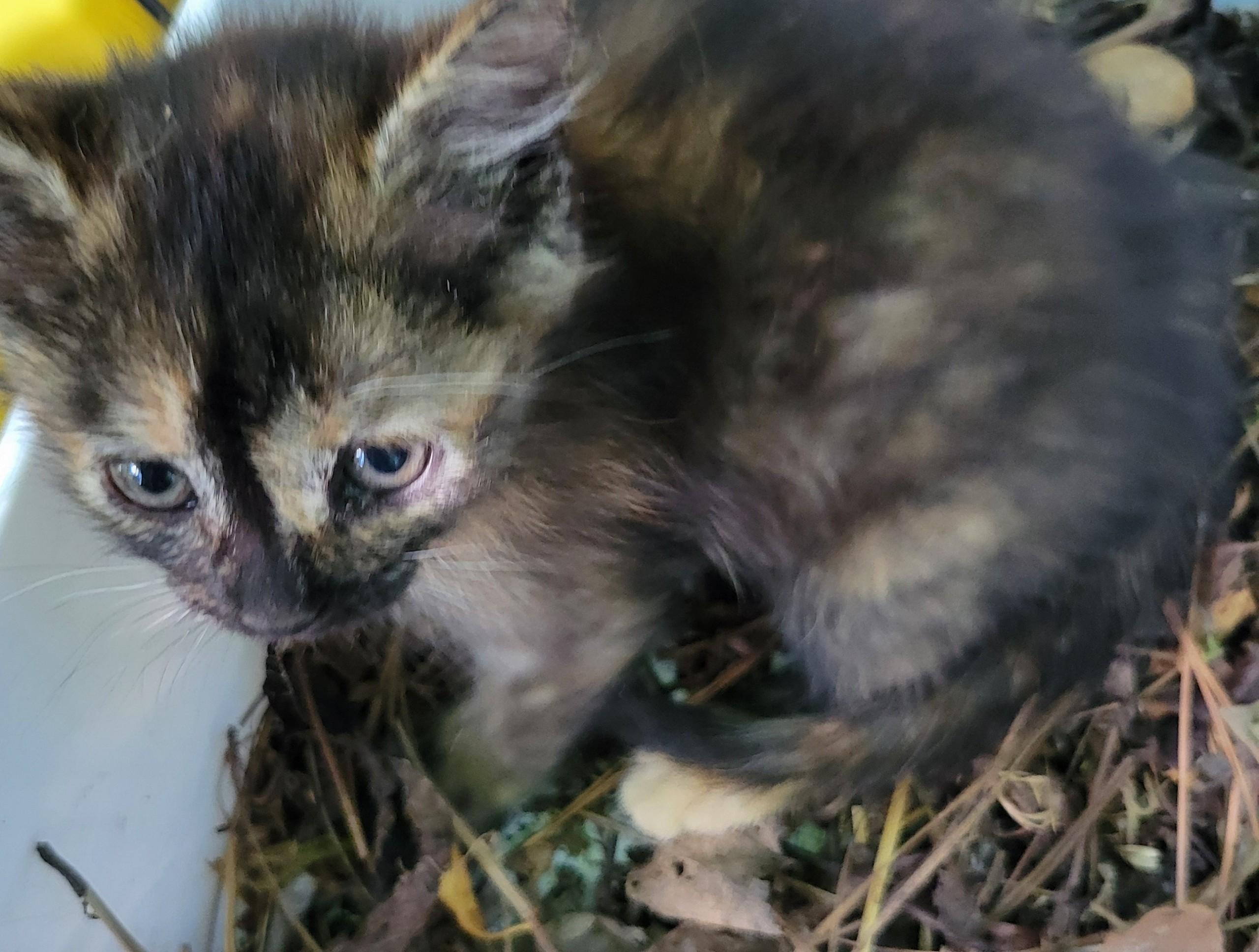 Nala, ADOPTABLE, Kitten Female Domestic Short Hair.