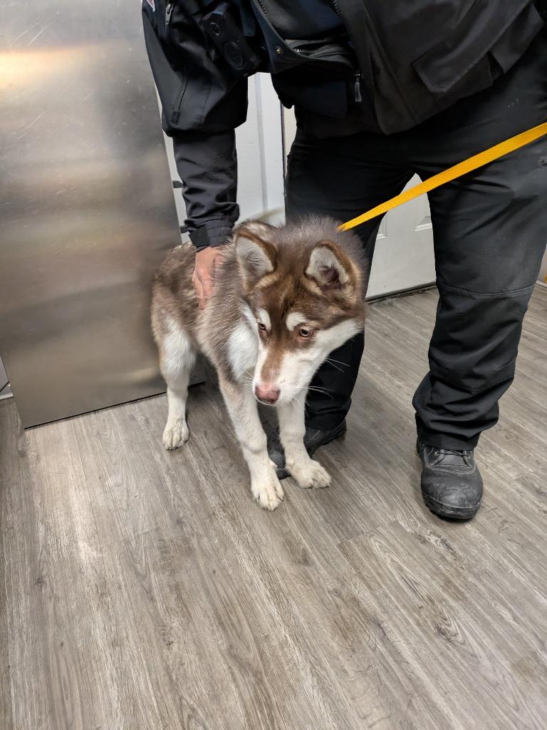Bella, Adoptable, Young Female Alaskan Malamute.