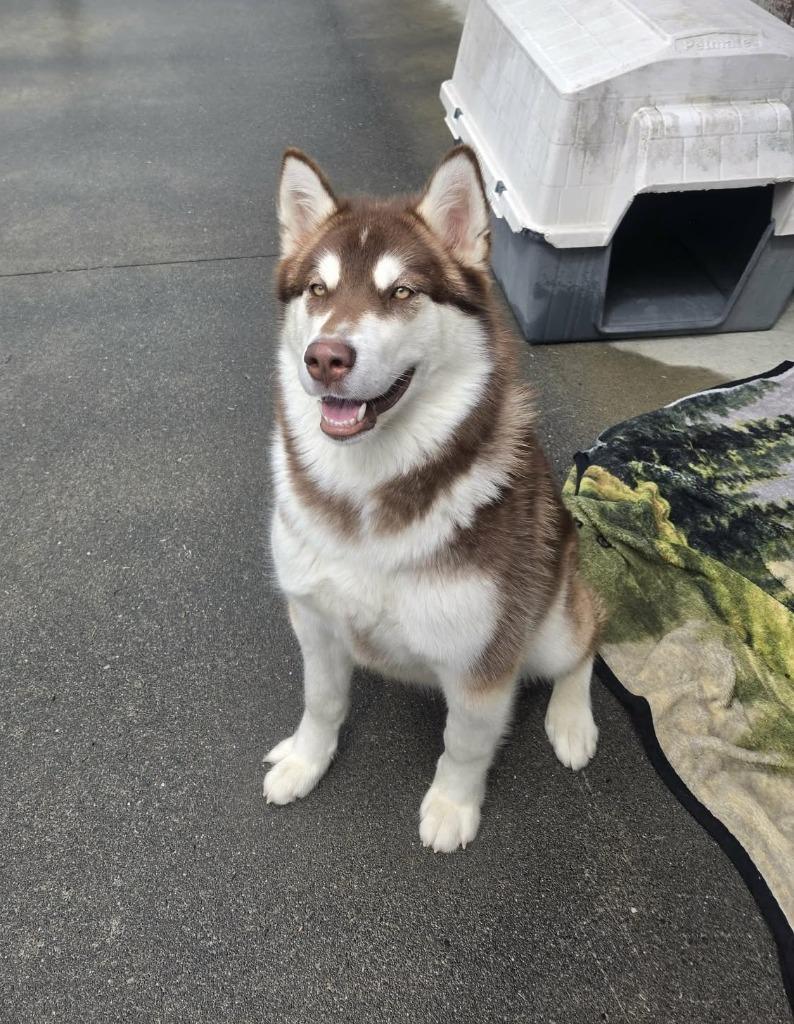 Bella, a Adoptable Alaskan Malamute in Kodiak, AK image 2/2
