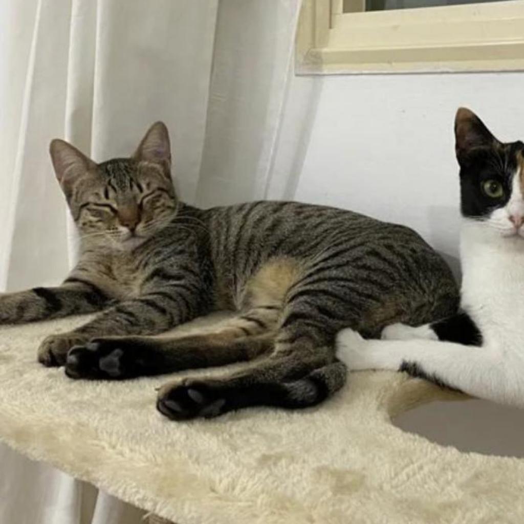 Dash, Adoptable, Adult Male Domestic Short Hair.