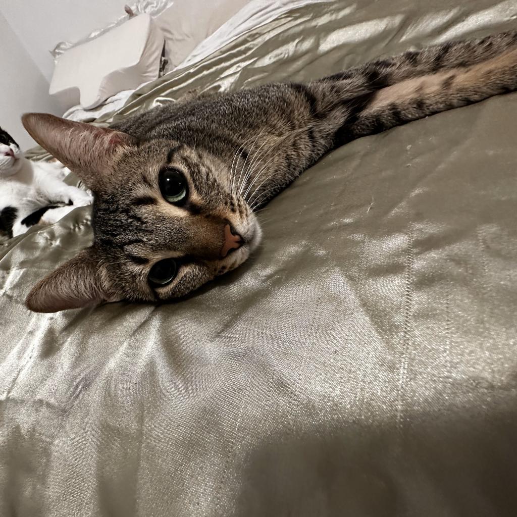 Dash, a Adoptable Domestic Short Hair image 2/3