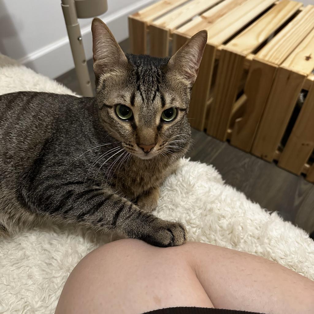 Dash, a Adoptable Domestic Short Hair image 3/3