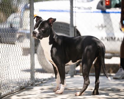 Enlarge Krista, an adoptable Mixed Breed in Hamilton, MT image 3/5
