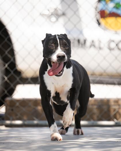 Enlarge Krista, an adoptable Mixed Breed in Hamilton, MT image 4/5