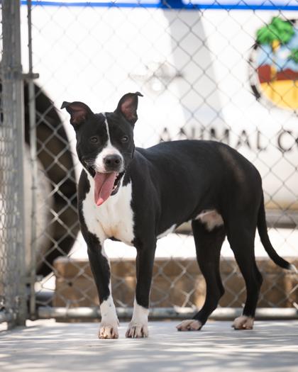 Enlarge Krista, an adoptable Mixed Breed in Hamilton, MT image 5/5