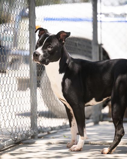Krista, adoptable, Young Female Mixed Breed.