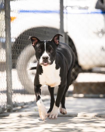 Enlarge Krista, an adoptable Mixed Breed in Hamilton, MT image 2/5