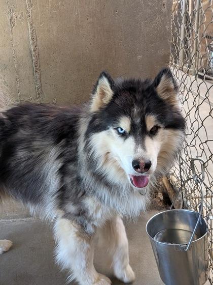 Gandalf, Adoptable, Adult Male Siberian Husky & Mixed Breed.