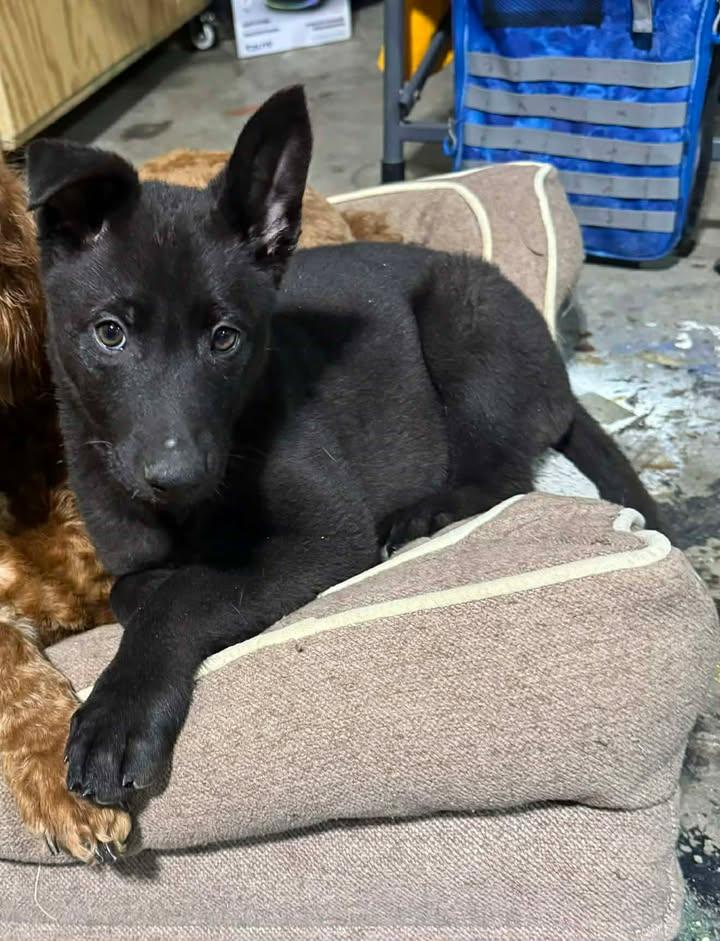 Salem, a ADOPTABLE mixed breed in Lexington, KY image 1/2