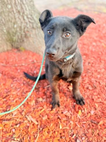 Salem, a ADOPTABLE mixed breed in Lexington, KY image 2/2