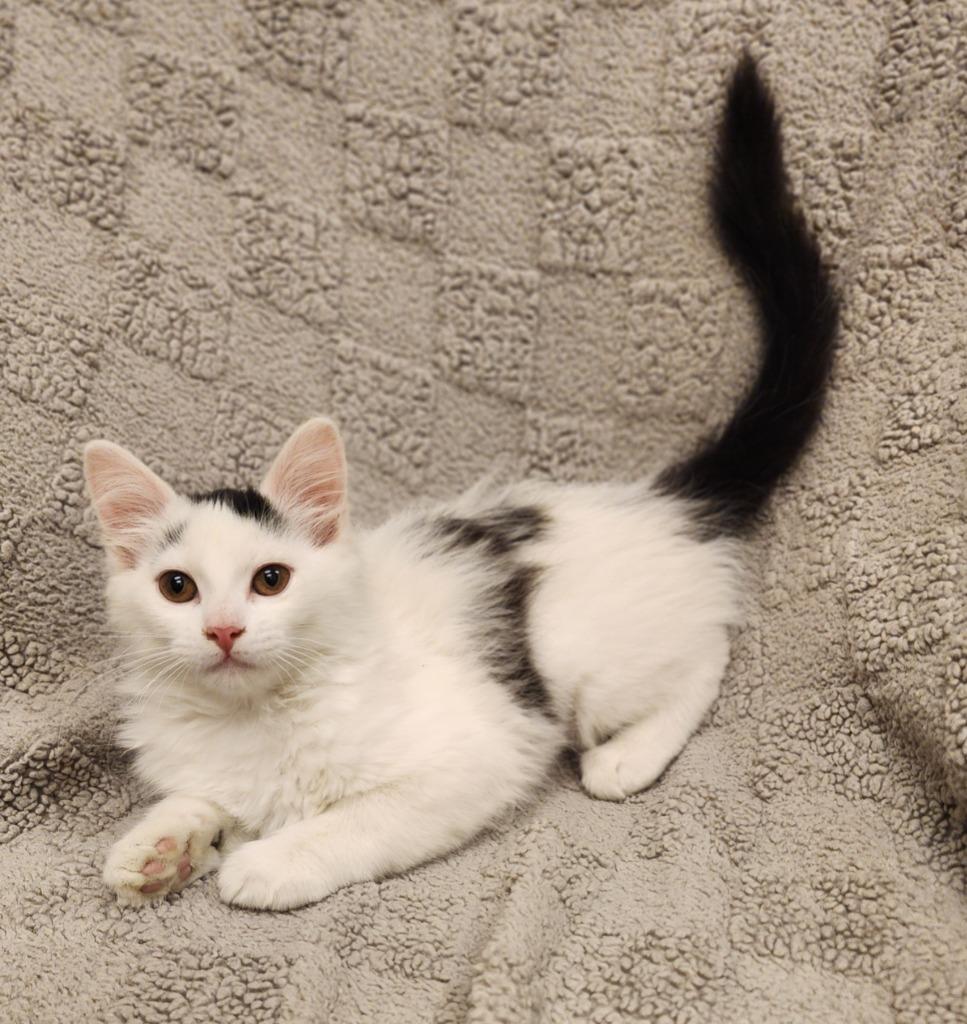 Stephanie, Adoptable, Kitten Female Domestic Short Hair.