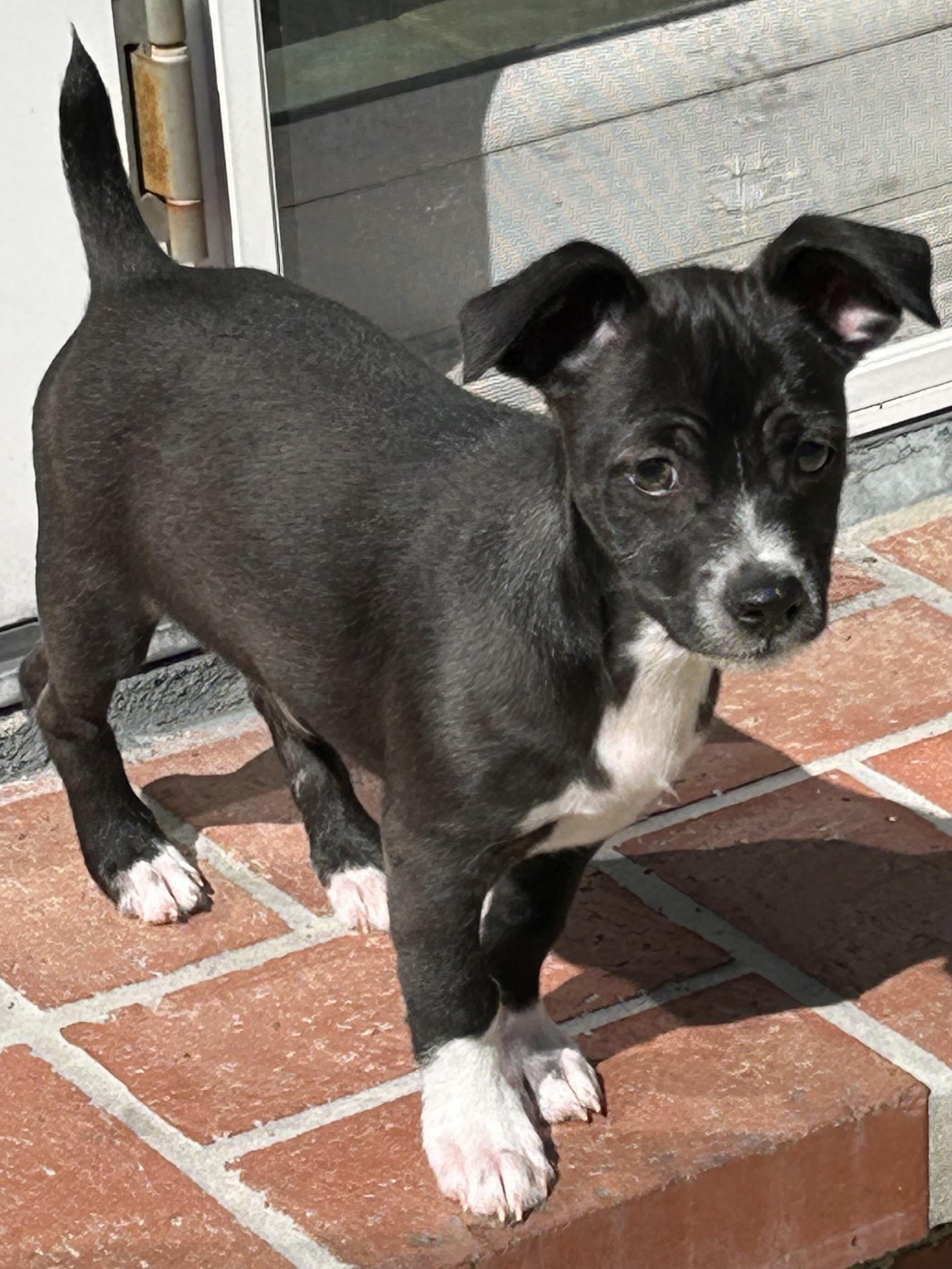 Butch, ADOPTABLE, Young Male Jack Russell Terrier & Beagle.