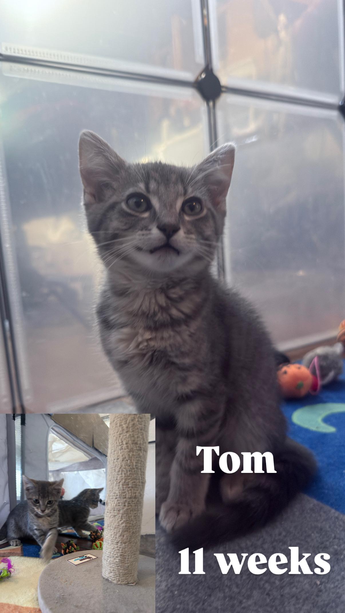 Tom