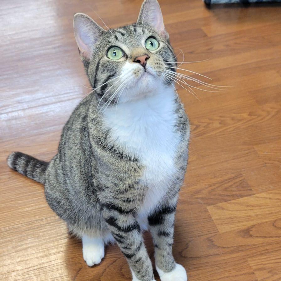 Enlarge Cloud, a Adoptable Domestic Short Hair in Milan, IL image 1/6