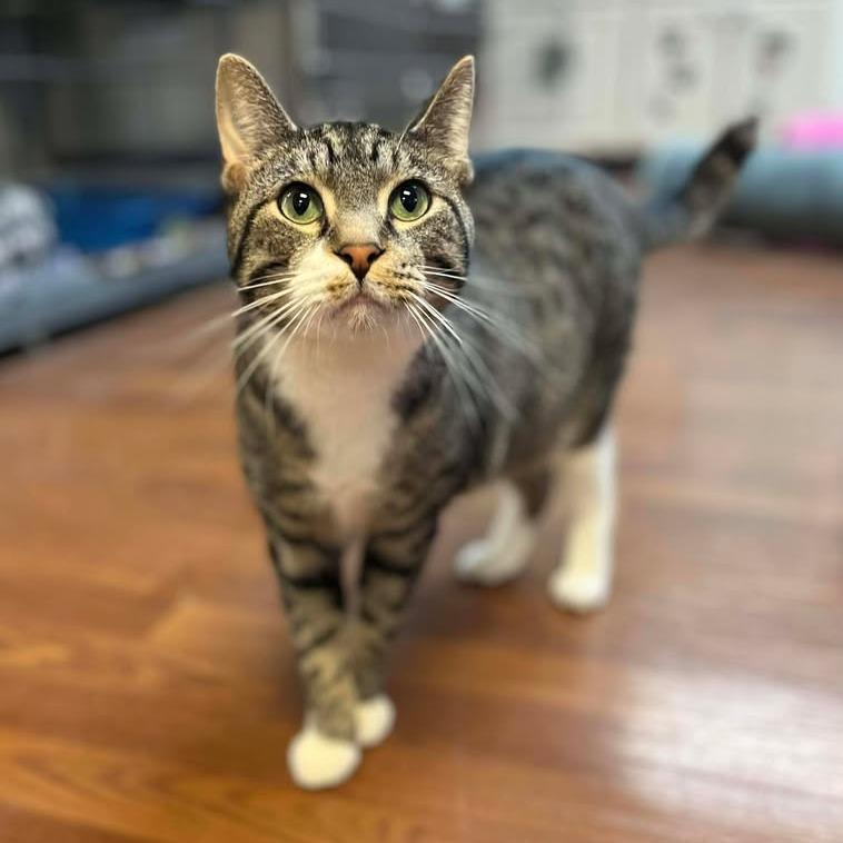 Enlarge Cloud, a Adoptable Domestic Short Hair in Milan, IL image 3/6