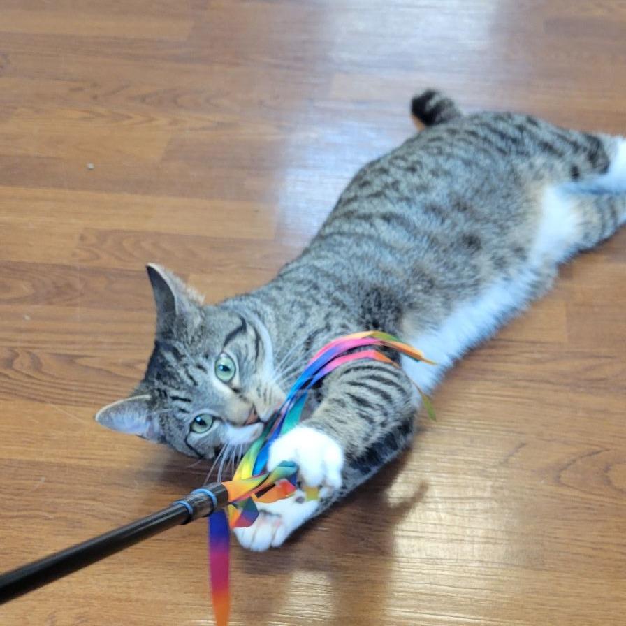 Enlarge Cloud, a Adoptable Domestic Short Hair in Milan, IL image 4/6