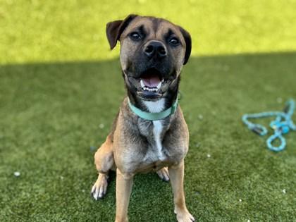 Enlarge Morris, a Adoptable mixed breed in Gainesville, FL image 1/3