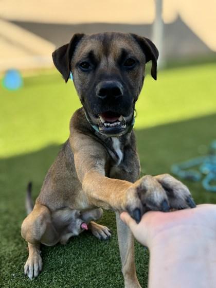 Enlarge Morris, a Adoptable mixed breed in Gainesville, FL image 2/3