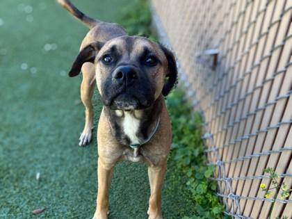 Enlarge Morris, a Adoptable mixed breed in Gainesville, FL image 3/3