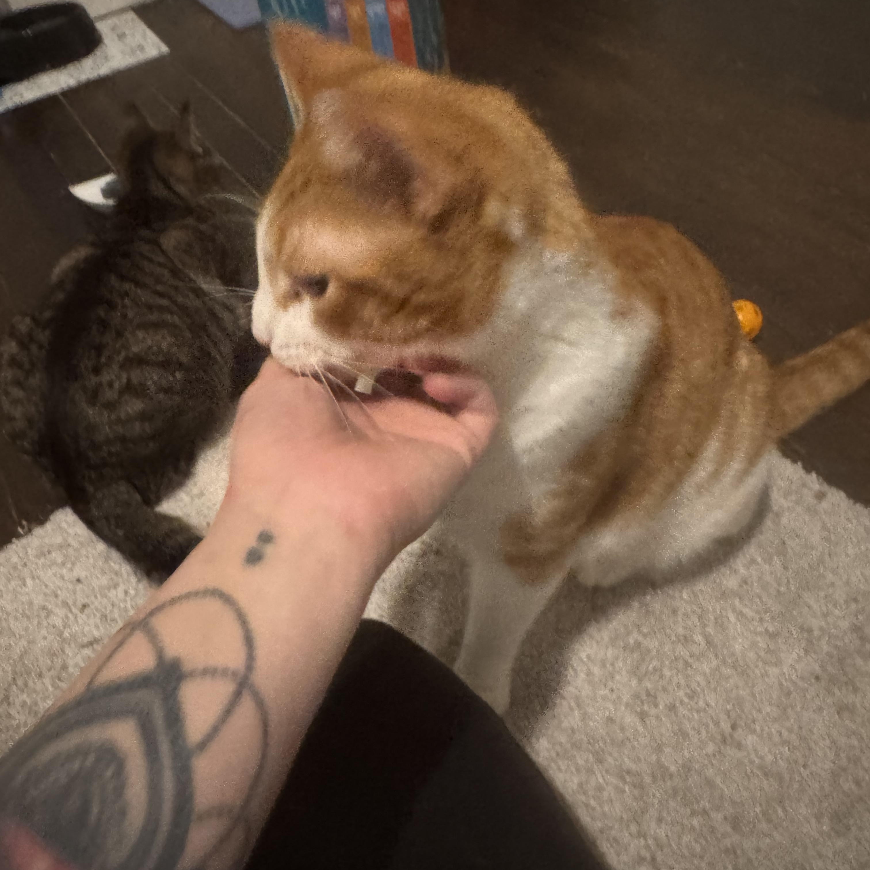 Enlarge Toby, a Adoptable Domestic Short Hair in Westville, NJ image 6/6