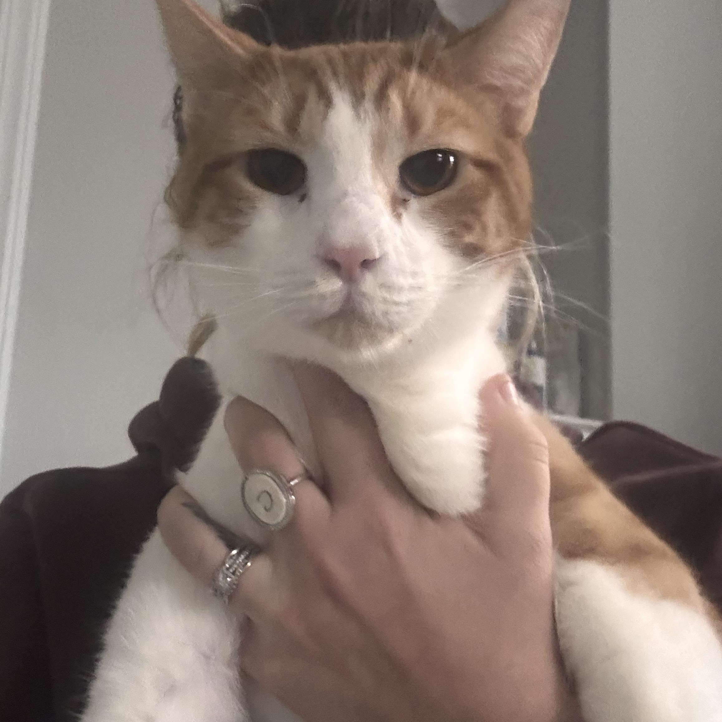 Enlarge Toby, a Adoptable Domestic Short Hair in Westville, NJ image 2/6