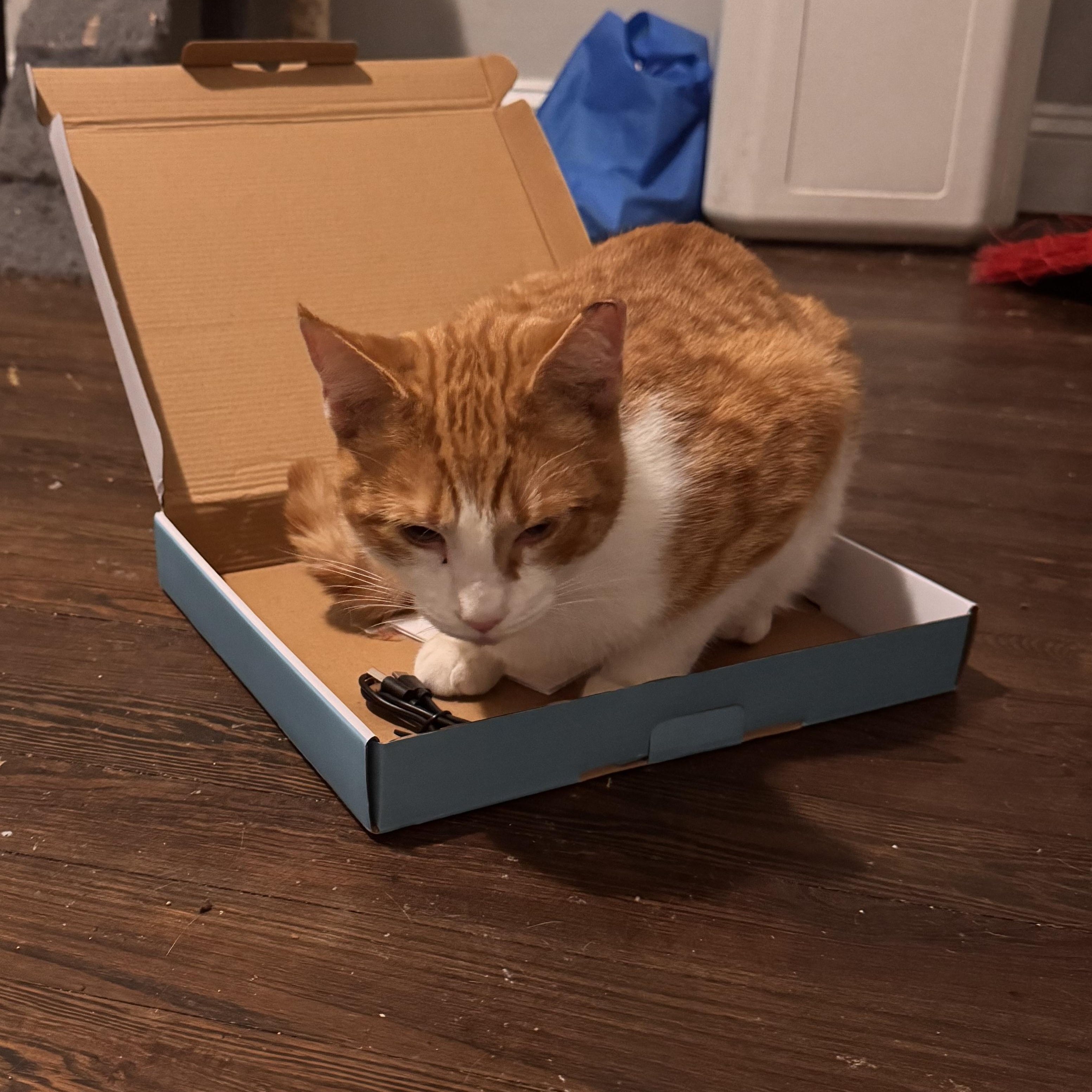 Toby, Adoptable, Young Male Domestic Short Hair.